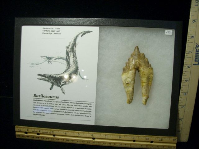 Basilosaurus Ancient Whale (031021t)