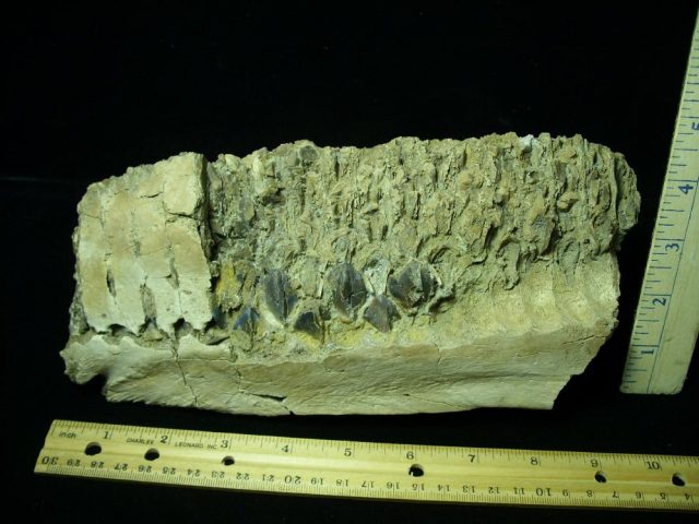Triceratops Dinosaur Jaw with Teeth (031021w)