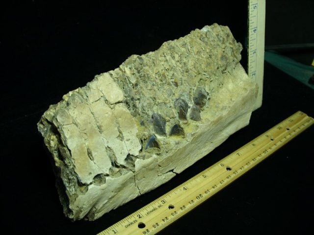 Triceratops Dinosaur Jaw with Teeth (031021w) - Image 2