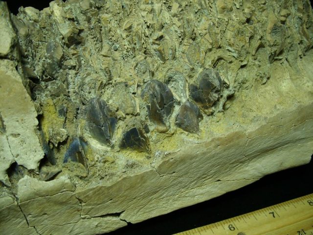 Triceratops Dinosaur Jaw with Teeth (031021w) - Image 3