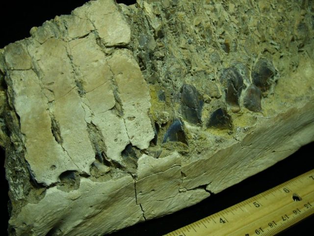 Triceratops Dinosaur Jaw with Teeth (031021w) - Image 4