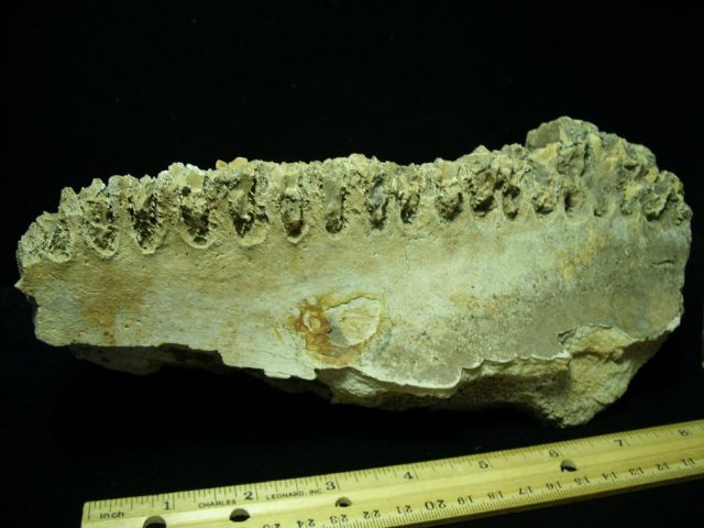 Triceratops Dinosaur Jaw with Teeth (031021w) - Image 5