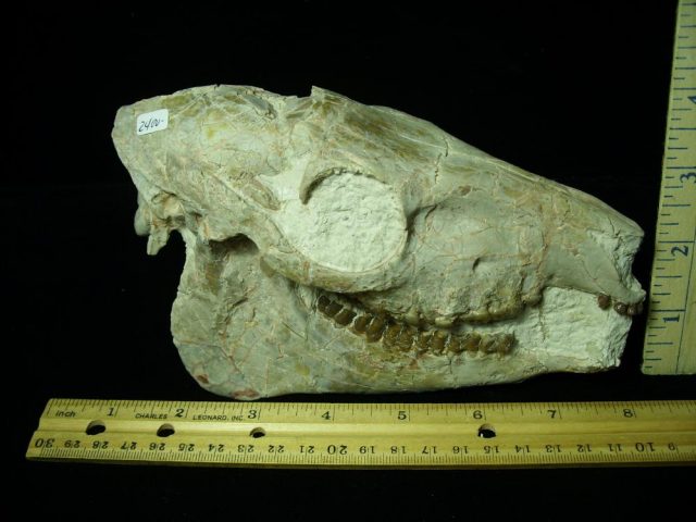<span style="color: #ff0000;"> *END OF YEAR SPECIAL OFFER*   **SUPER PRICE REDUCTION**Fossil  Skull “ Mesohippus bairdi ” (Horse)(030921h)