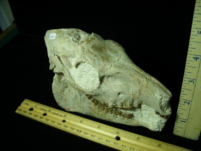 <span style="color: #ff0000;"> *END OF YEAR SPECIAL OFFER*   **SUPER PRICE REDUCTION**Fossil  Skull “ Mesohippus bairdi ” (Horse)(030921h) - Image 2