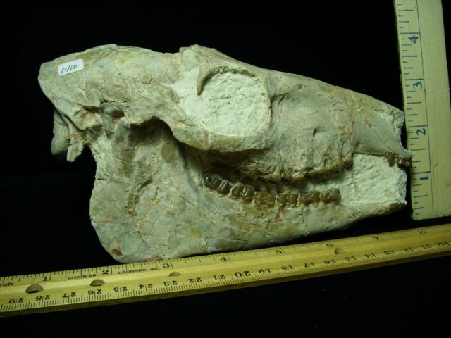 <span style="color: #ff0000;"> *END OF YEAR SPECIAL OFFER*   **SUPER PRICE REDUCTION**Fossil  Skull “ Mesohippus bairdi ” (Horse)(030921h) - Image 3