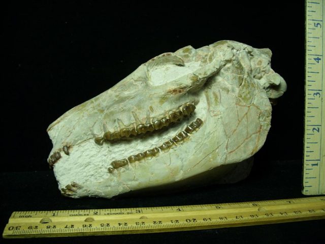 <span style="color: #ff0000;"> *END OF YEAR SPECIAL OFFER*   **SUPER PRICE REDUCTION**Fossil  Skull “ Mesohippus bairdi ” (Horse)(030921h) - Image 4