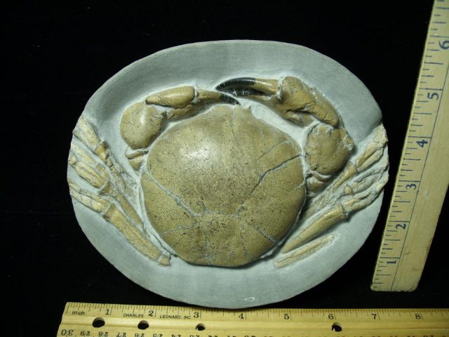 Fossil Crab in Stone Nodule (031121f)