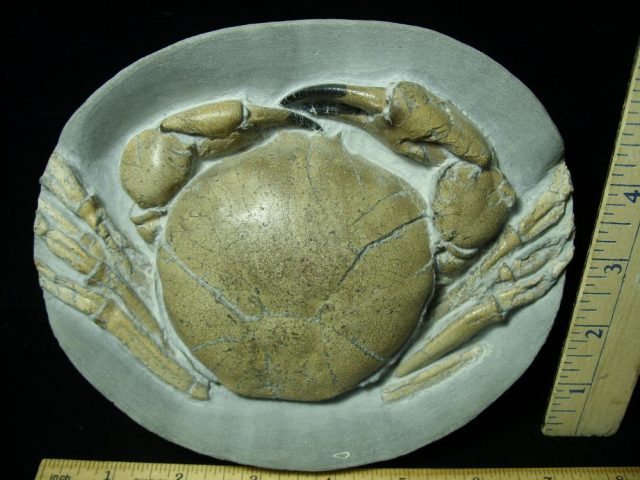 Fossil Crab in Stone Nodule (031121f) - Image 2