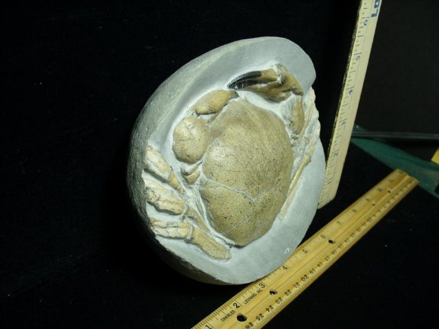 Fossil Crab in Stone Nodule (031121f) - Image 3