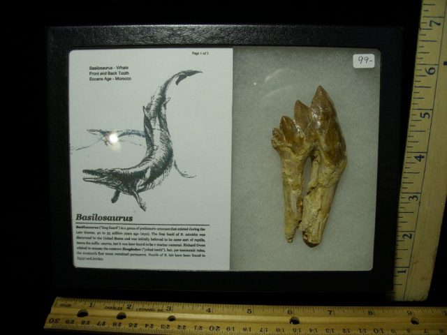 Basilosaurus Whale Tooth (032321c)