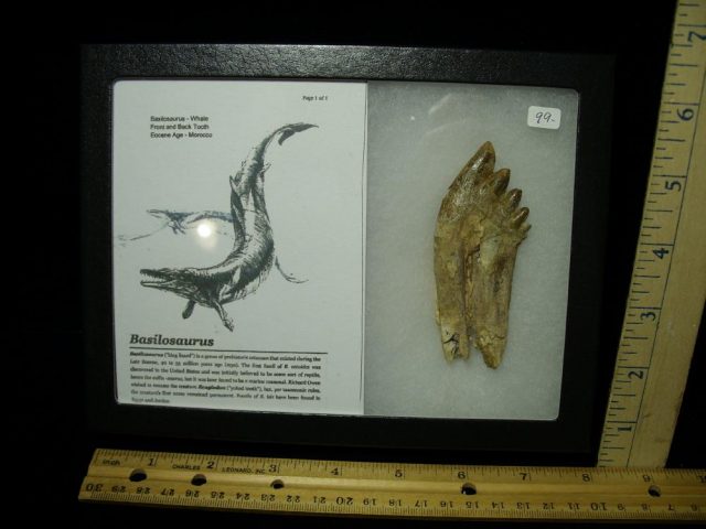 Basilosaurus Whale Tooth (032321e)