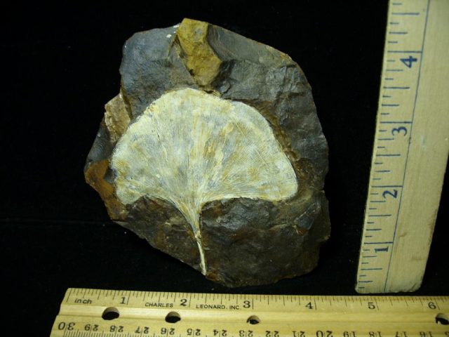 100% PERFECT – Fossil Ginkgo Leaf (032821b)