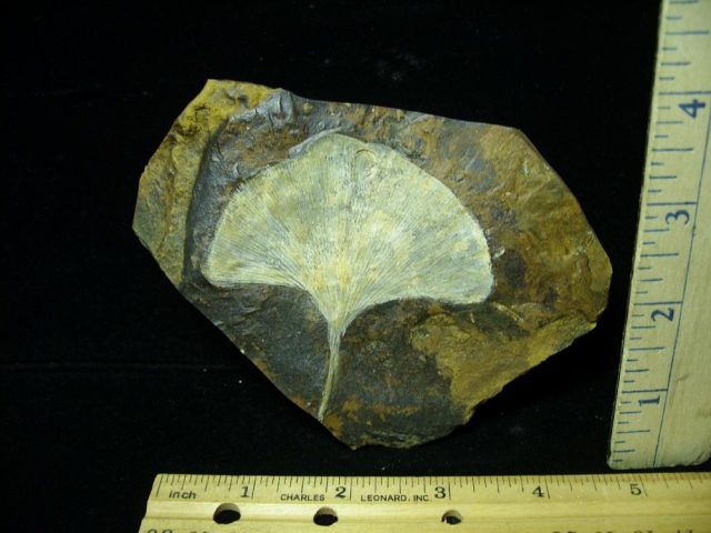 100% PERFECT – Fossil Ginkgo Leaf (032821c)