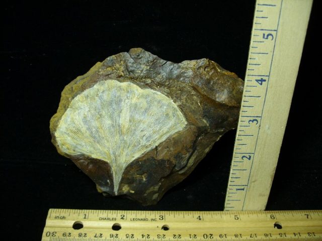 100% PERFECT – Fossil Ginkgo Leaf (032821d)