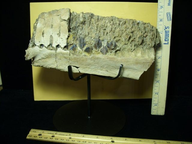 Triceratops Dinosaur Jaw with Teeth (031021w) - Image 6