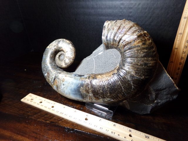 Ancyloceras – Ammonite (040521a) - Image 2