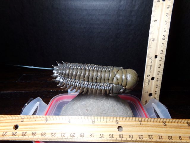 Fossilized Trilobite – Crotalocephalina (040521d)