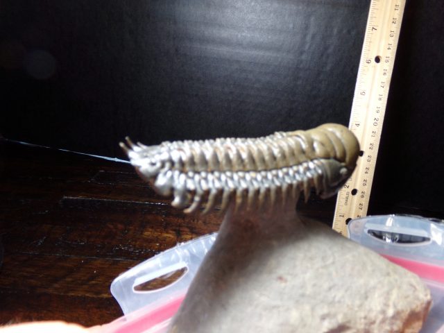 Fossilized Trilobite – Crotalocephalina (040521d) - Image 2