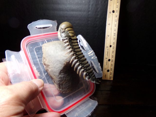 Fossilized Trilobite – Crotalocephalina (040521d) - Image 3