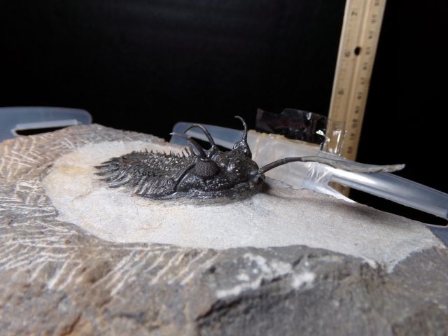 Walliserops (Long Fork Trident Trilobite) (040521e) - Image 3