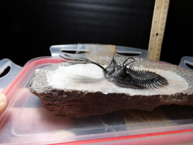 Walliserops (Long Fork Trident Trilobite) (040521e) - Image 2