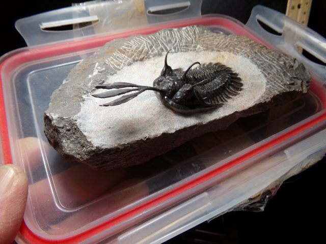 Walliserops (Long Fork Trident Trilobite) (040521e)