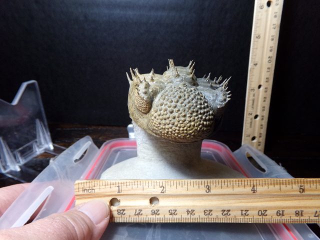 Fossilized Trilobite – Drotops (040521f)