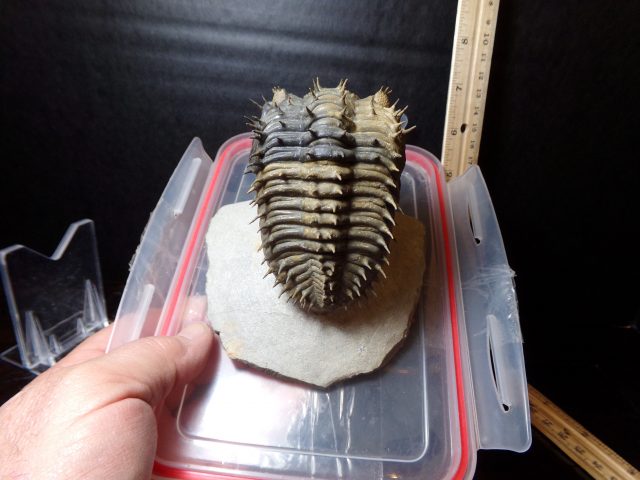 Fossilized Trilobite – Drotops (040521f) - Image 5