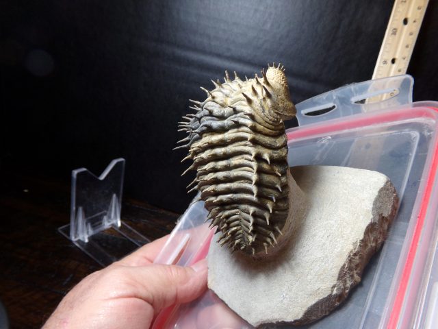 Fossilized Trilobite – Drotops (040521f) - Image 4