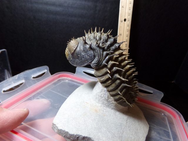 Fossilized Trilobite – Drotops (040521f) - Image 3