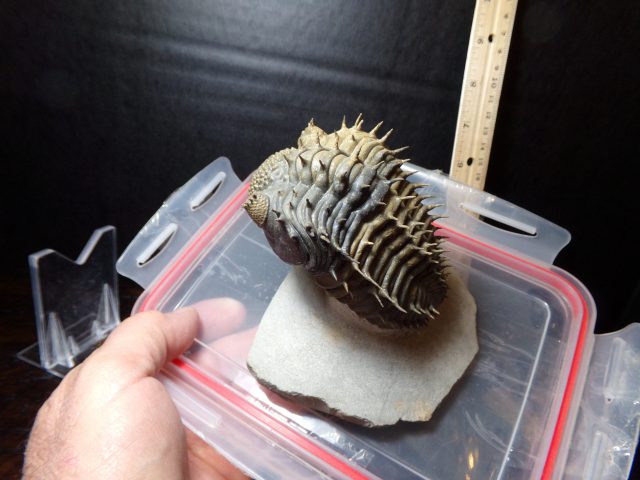 Fossilized Trilobite – Drotops (040521f) - Image 2