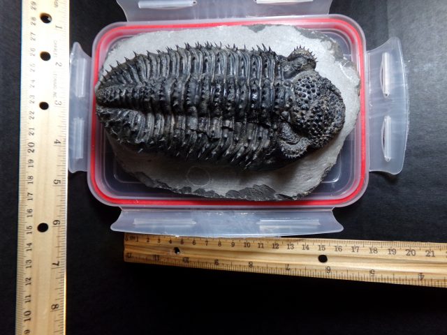 Fossilized Trilobite – Drotops (040521g)