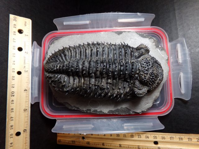 Fossilized Trilobite – Drotops (040521g) - Image 2