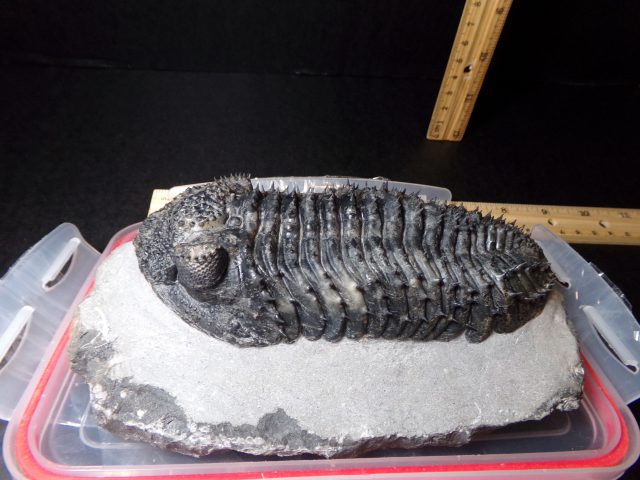 Fossilized Trilobite – Drotops (040521g) - Image 3