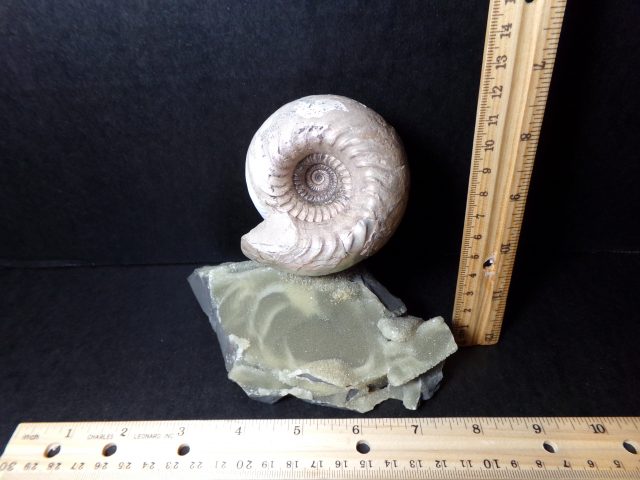 Large Fossilized Ammonite (040521m)