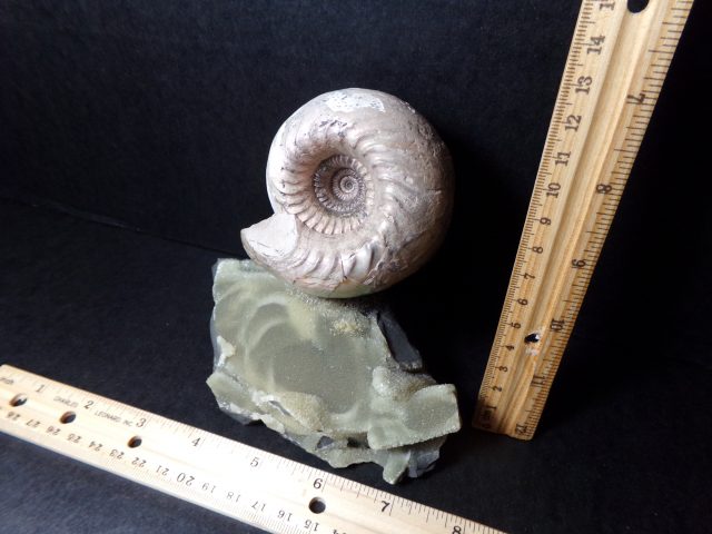 Large Fossilized Ammonite (040521m) - Image 2
