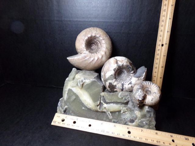 Large Fossilized Ammonites (040521n)