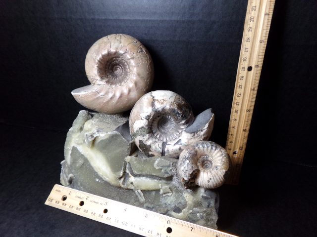 Large Fossilized Ammonites (040521n) - Image 2