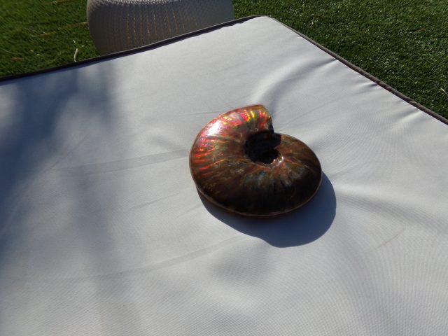 Large Ammonite with Iridescent Shell (040721d)