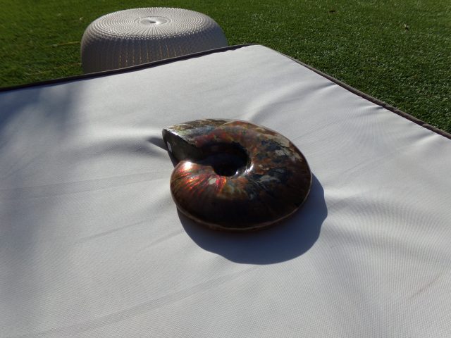 Large Ammonite with Iridescent Shell (040721d) - Image 2