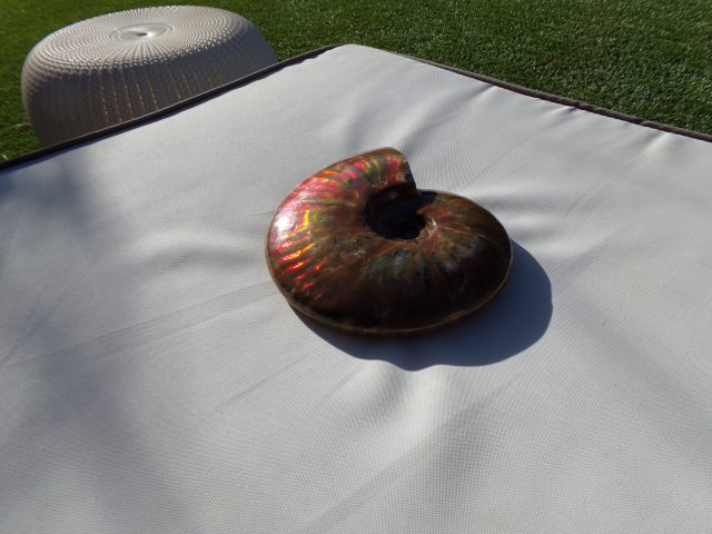 Large Ammonite with Iridescent Shell (040721d) - Image 3