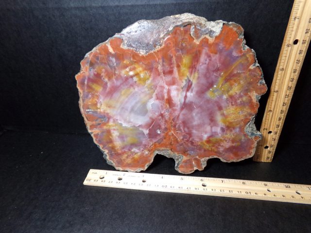 Arizona Petrified Wood (040721f)