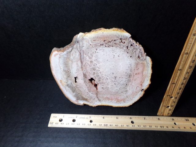Petrified Fern Wood  "Tietea Psaronius"  (040721j)