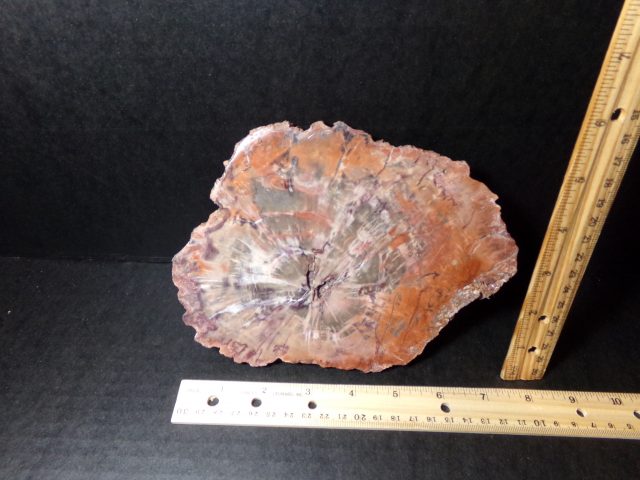 Arizona Petrified  “Araucaria sp.” Wood (040721gk)