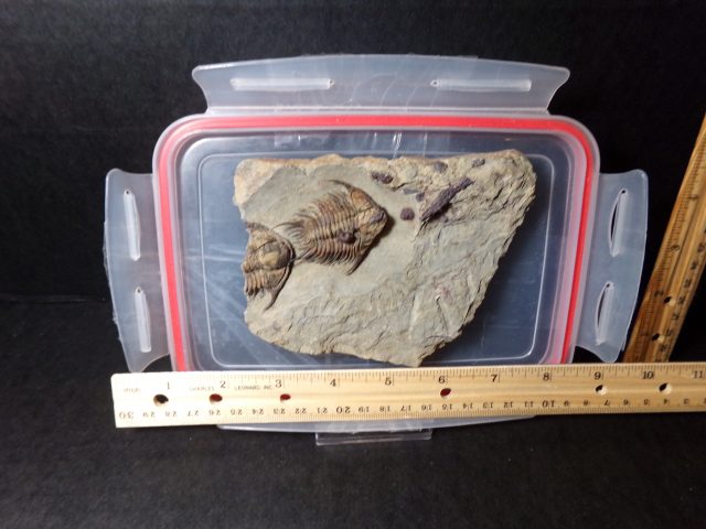 Rare Fossilized Trilobite – Foulonia (040721n)