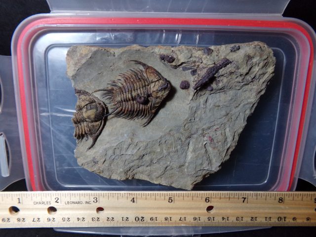 Rare Fossilized Trilobite – Foulonia (040721n) - Image 2