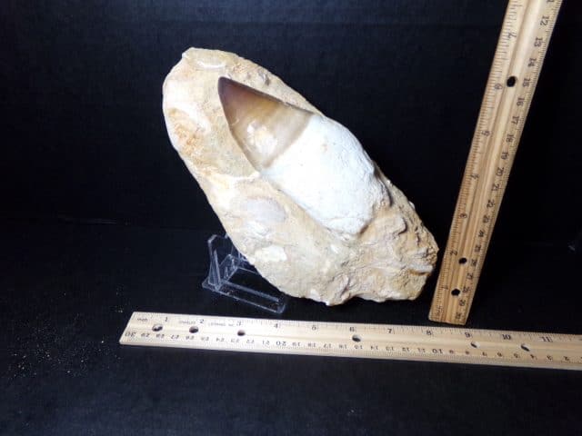 "Natural" Mosasaur Tooth in Rock (040921h)
