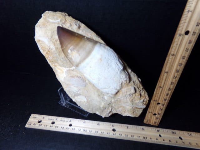 "Natural" Mosasaur Tooth in Rock (040921h) - Image 2
