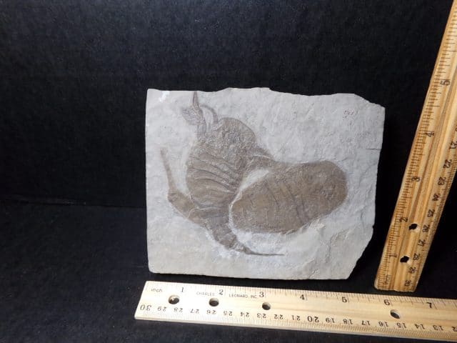 Eurypterid Specimen (040921j)   - Image 2