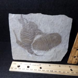 Eurypterid Specimen (040921j)  